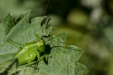 Grasshüpfer