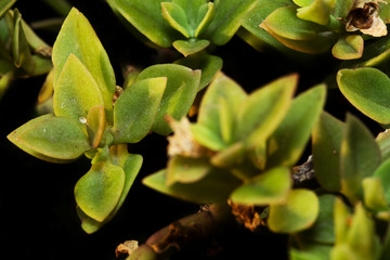 Obraz na płótnie Canvas closeup of a succulent plant