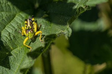 Grasshüpfer