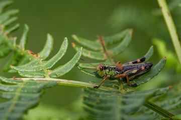 Grasshüpfer