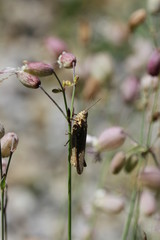 Grasshüpfer