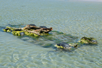 submerged military truck frame