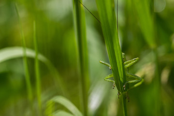Grasshüpfer