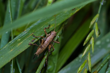 Grasshüpfer