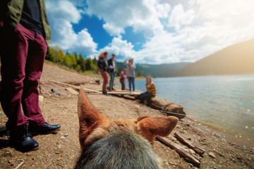 Dog getting attention from group of people, POV shot