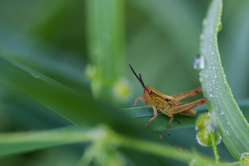 Grasshüpfer