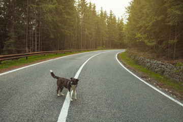 Dog in the middle of the road, in low visibility corner