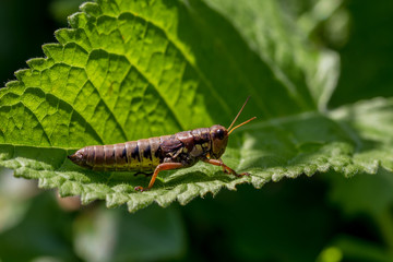 Grasshüpfer