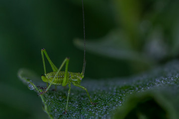 Grasshüpfer