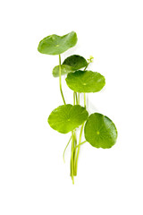 Gotu kola Close up