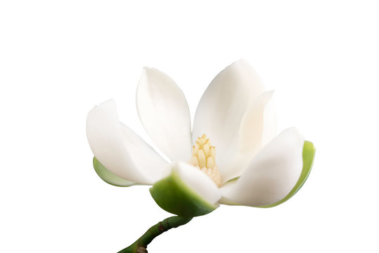 White magnolia flower on isolated white background.