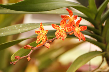 Beautiful orange and yellow brazilian orchid at the Botanical garden of Rio de Janeiro © AventuraSur