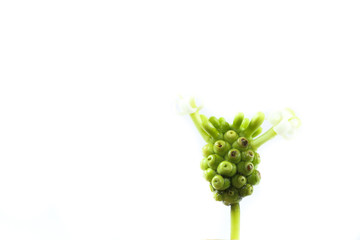 Great morinda Close up