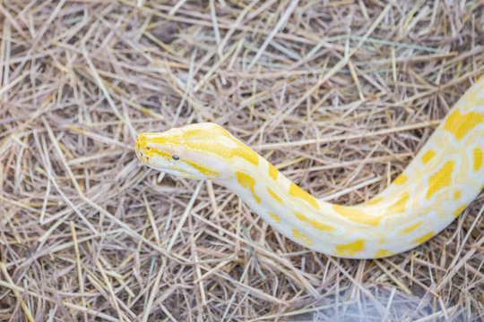 Golden yellow Python the snake