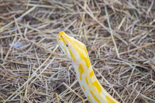 Golden yellow Python the snake