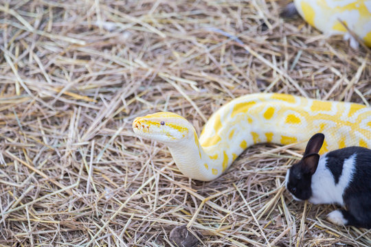 Golden yellow Python the snake