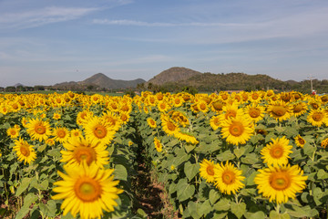 Obraz premium Sunflower field landscape.