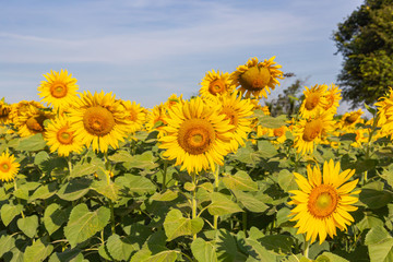 Sunflower field landscape.