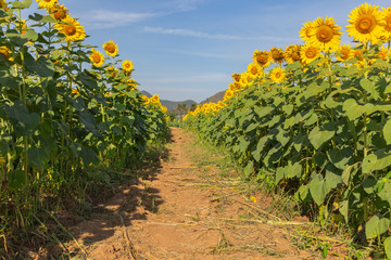 Sunflower field landscape.