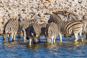 Fototapeta na wymiar Herd of zebras ( Equus Burchelli) standing in the water drinking at a water hole, Etosha National Park, Namibia.