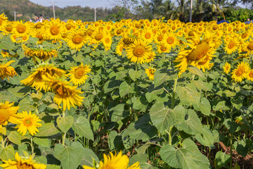 Sunflower field landscape.