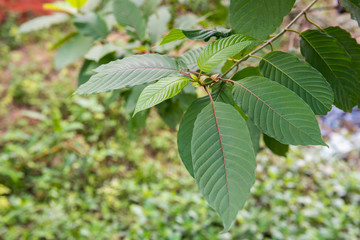 Mitragyna or Kratom leaves on tree with blur of background