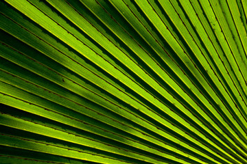 Obraz premium Lines and textures of green palm leaves