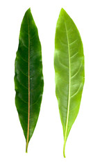 Obraz premium Hop Headed Barleria Close up