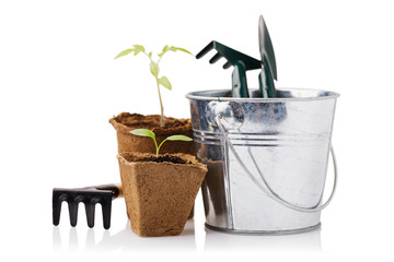 Garden tools with seedlings of tomato and pepper isolated on white background, close-up