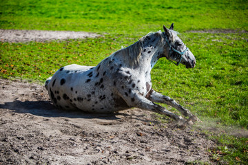 konie Arabskie, Arabian horses in dynamics