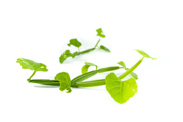 Cissus quadrangularis L. Close up