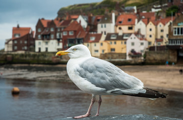 British Seaside Gull