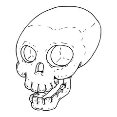Human skull. Vector illustration of a human skull. Hand drawn human skull. Doodle skull.
