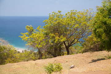 Fototapeta premium Bright trees on the coast of Bali in Sunny weather.