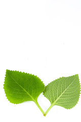 Indian borage Close up