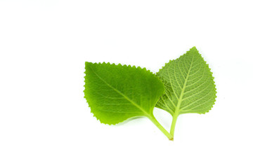Indian borage Close up
