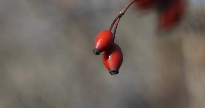 briar berry swinging in the wind