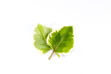 Indian borage Close up
