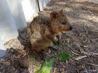 quokka in the shade