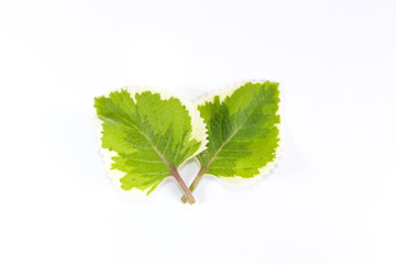 Indian borage Close up