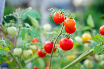 Red Currant Tomato in the kitchen garden.