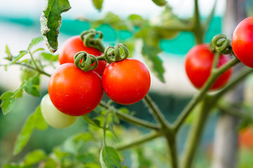 Red Currant Tomato in the kitchen garden.
