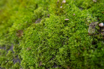 Green moss on the cement floor background.