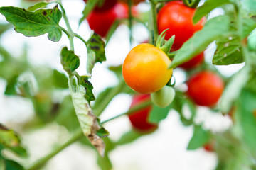 Red and Orange Currant Tomato in the kitchen garden.