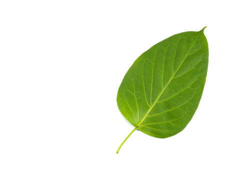 Leaf Gymnema sylvestre Close up