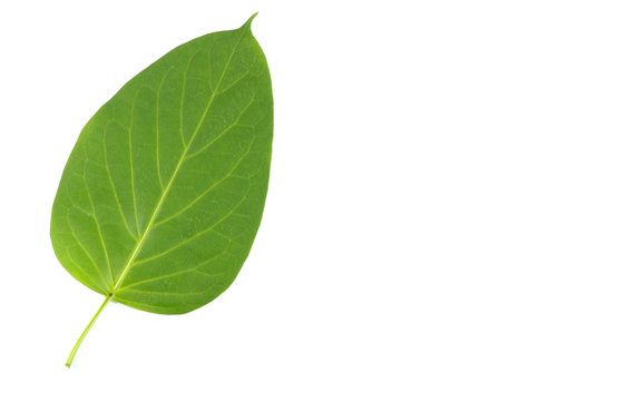 Leaf Gymnema sylvestre Close up
