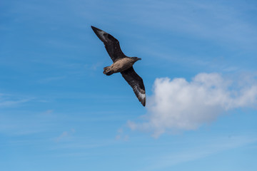 A bird circles in the sky