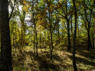 Forests in the sierra sifted to madrid, spain in autumn