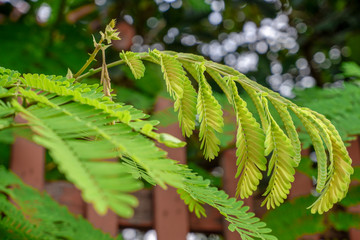 Acacia concinna (Willd.) DC. Medicinal plants with sour taste.