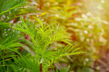 Green leaves with pointed tips look like cannabis leaves in Thailand.